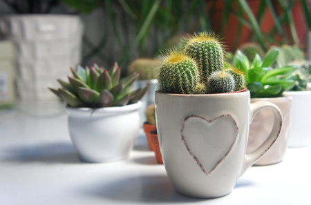 Mix of cactuses in the white light roomの写真素材