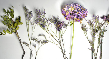 Mix of dry flowers and plants on the white backgroundの写真素材