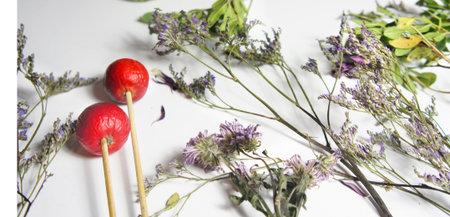 Mix of dry flowers and plants on the white background