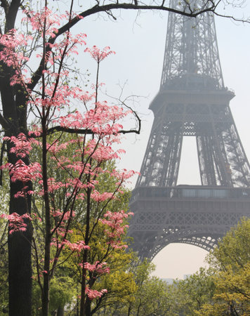Eiffel tower in bloom and nice sunny day, Paris, Franceの写真素材