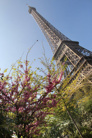 Eiffel tower in bloom and nice sunny day, Paris, France