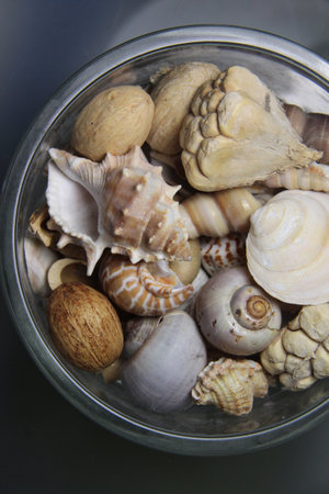 Mix of big beautiful shells, macro shotの写真素材