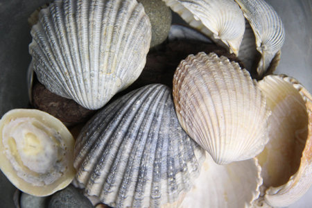 Mix of big beautiful shells, macro shot