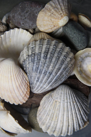 Mix of big beautiful shells, macro shot Mix of buttons in different sizes on the tableの写真素材