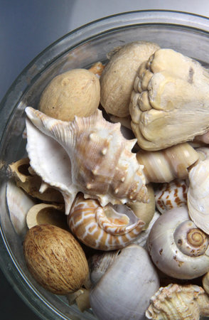 Mix of big beautiful shells, macro shot