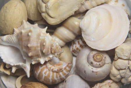 Mix of big beautiful shells, macro shotの写真素材