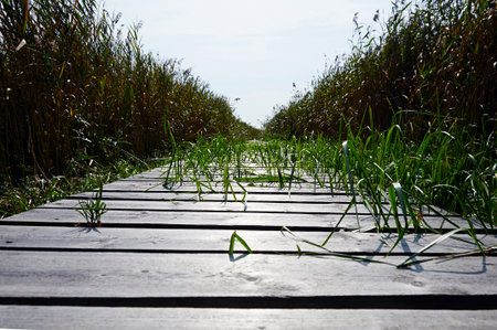 Grey wooden boardwalk heading towards the seaの写真素材