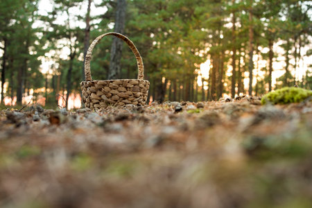 A wicker basket on the ground in a mossy forest