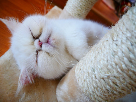 sleeping cute catの写真素材