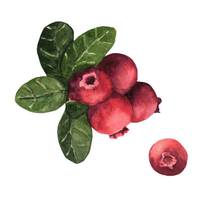 Watercolor hand-drawing cranberries. Fall berries. Fall, autumn, thanksgiving, holidayの写真素材
