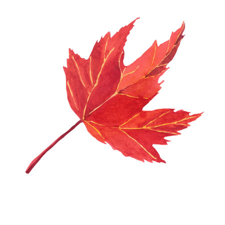 Watercolor hand-drawing leaf. Fall leaf. Fall, autumn, thanksgiving, holidayの写真素材
