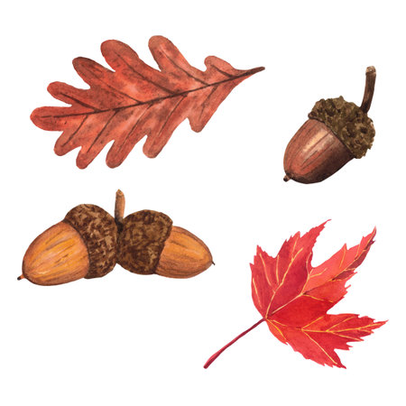 Watercolor hand-drawing leaves and acorns. Fall composition. Fall, autumn, thanksgiving, holidayの写真素材