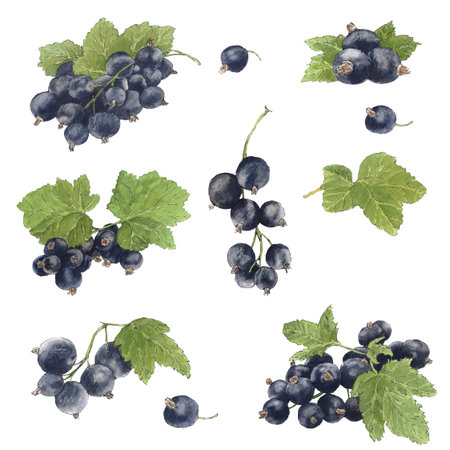 Watercolor frame of delicious black and red currant and their leaves. Botanical illustration.  Great idea for kitchen decor and art for food.の写真素材