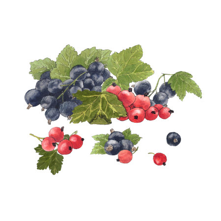 Watercolor frame of delicious black and red currant and their leaves. Botanical illustration.  Great idea for kitchen decor and art for food.の写真素材