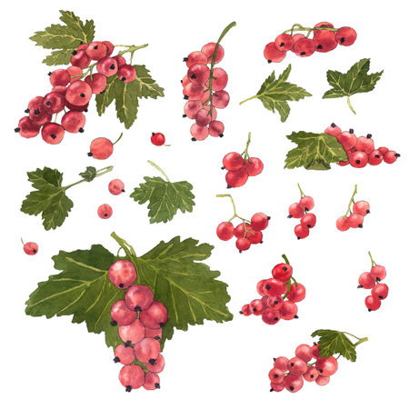 Watercolor frame of delicious black and red currant and their leaves. Botanical illustration.  Great idea for kitchen decor and art for food.の写真素材