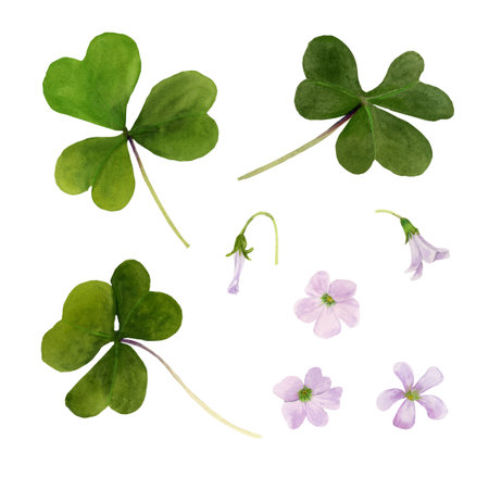 Watercolor set illustration of vibrant Oxalis Triangularis isolated on white background.の写真素材