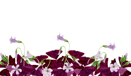 Watercolor board illustration of vibrant Oxalis Triangularis isolated on white background.の写真素材