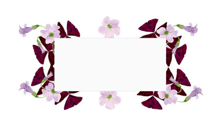 Watercolor frame illustration of vibrant Oxalis Triangularis isolated on white background.の写真素材