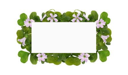 Watercolor frame illustration of vibrant Oxalis Triangularis isolated on white background.の写真素材