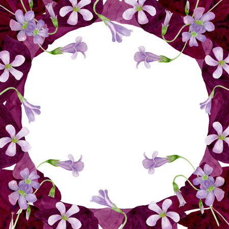 Watercolor frame illustration of vibrant Oxalis Triangularis isolated on white background.の写真素材