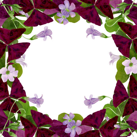 Watercolor frame illustration of vibrant Oxalis Triangularis isolated on white background.の写真素材