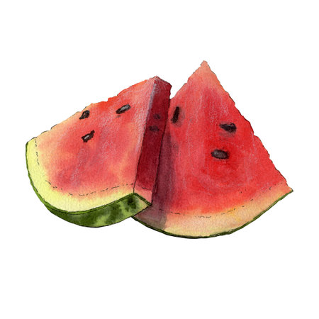 Watercolor sketch of juicy watermelon isolated on white backgroundの写真素材