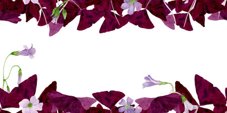 Watercolor frame illustration of vibrant Oxalis Triangularis isolated on white background.の写真素材