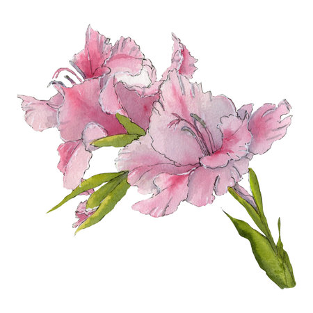 Watercolor sketch of pink gladiolus isolated on white backgroundの写真素材