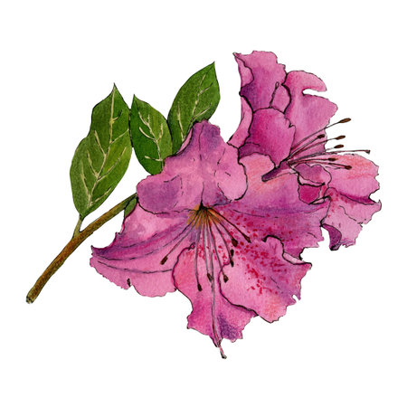 Watercolor sketch of blooming azalia isolated on white background. High quality illustrationの写真素材