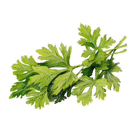 Watercolor sketch of delicious cilantro isolated on white backgroundの写真素材