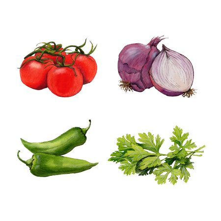 Watercolor illustration of tomato, onion, jalapeno and cilantro isolated on white backgroundの写真素材