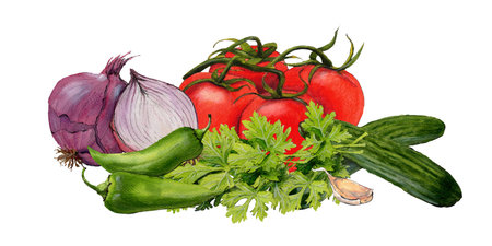 Watercolor illustration of vegetable isolated on white backgroundの写真素材