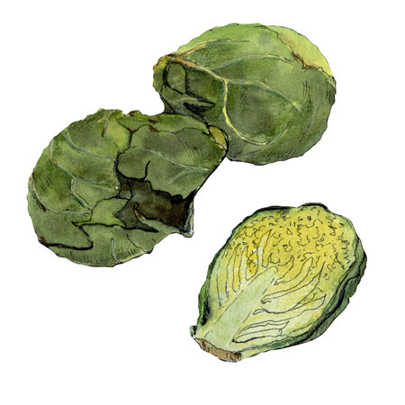Brussels sprout cabbage sketch by watercolor and lineの写真素材