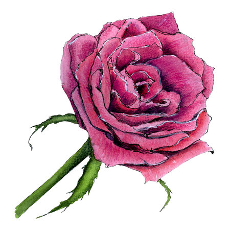 Cute sketch of purple bright rose by watercolor and inkの写真素材