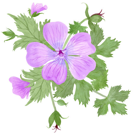 Composition of light purple geranium maculatum flowers and leaves by watercolorの写真素材