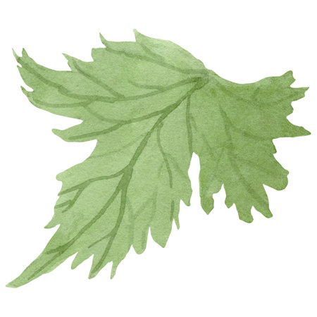 Light green geranium maculatum leaf by watercolorの写真素材