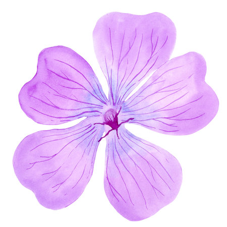 Light purple geranium maculatum big flower by watercolorの写真素材