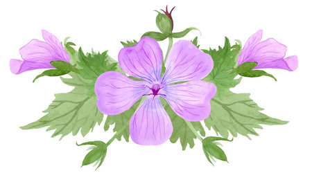 Composition of light purple geranium maculatum flowers and leaves by watercolorの写真素材