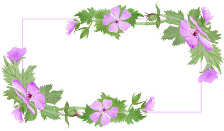 Rectangle frame with light purple geranium maculatum flowers and leaves by watercolorの写真素材