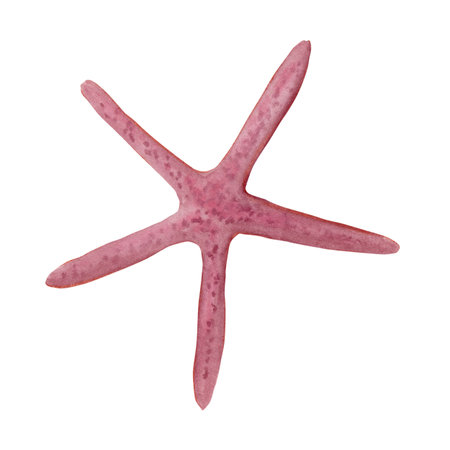 Watercolor sketch of light purple fantasy thin star shape seashellの写真素材