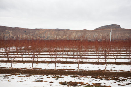 peach tree with rock mountain background in winterの写真素材