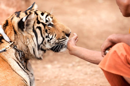 A monk playing with tame tigerの写真素材