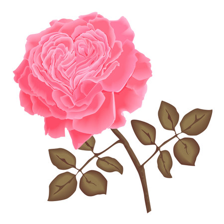 vector pink rose with leaves. petals with heart shapeのイラスト素材