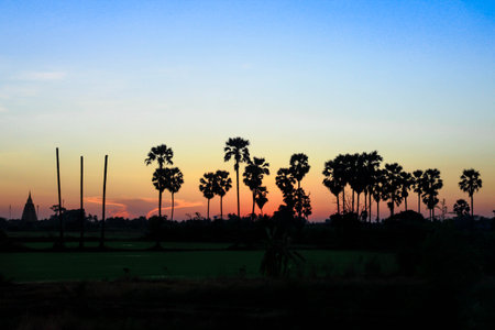 Palm trees on the field in rural with two color in the skyの写真素材