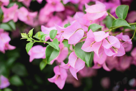 Close up pink Bougaville, scientific name "Bougainvillea"の写真素材