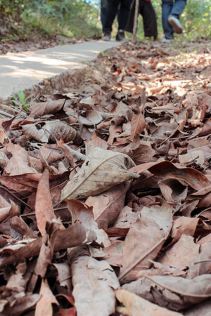 Tourists walking on the walkway with a lot of dry leaves in the autumn.の写真素材