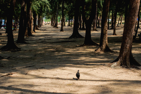 Black bird in pine forest with sunlight.の写真素材