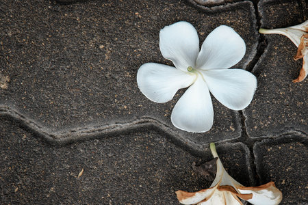Close up plumeria falling on the cement floor.の写真素材