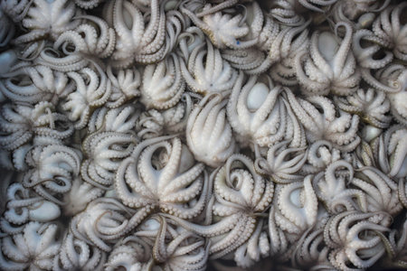 Fresh mini octopuses  in seafood market, Thailand.の写真素材