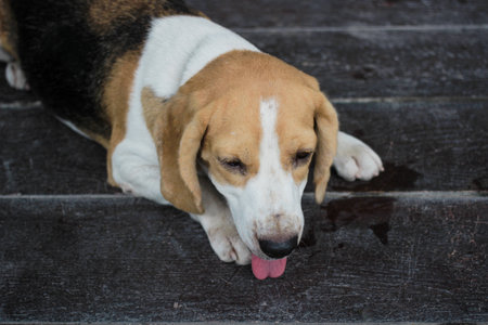 Beagle lying on the black floor.の写真素材